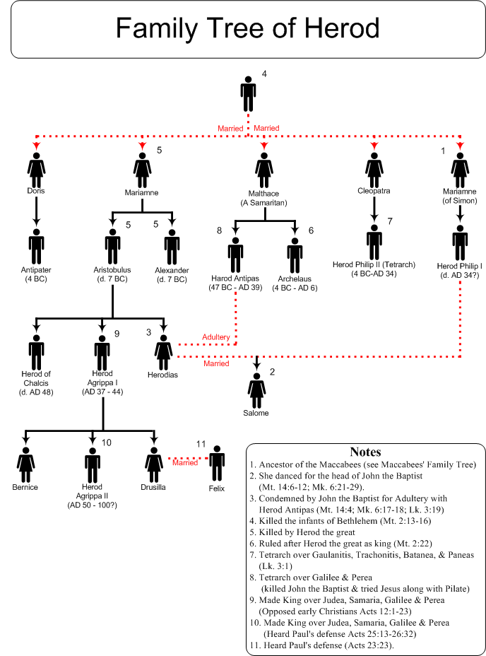 Family Tree | In Anticipation